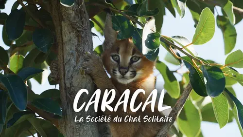 Caracal : La société du chat solitaire