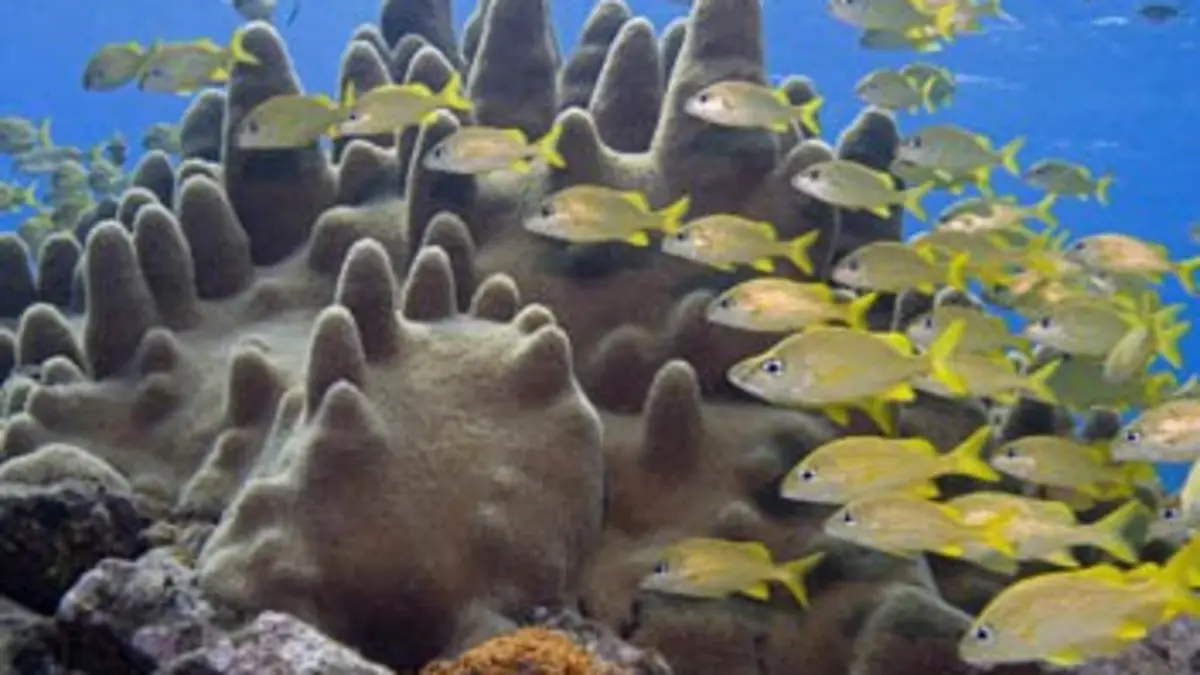 Caraïbes E02 Un monde de corail