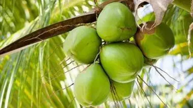 La culture de la noix de coco au Guyana