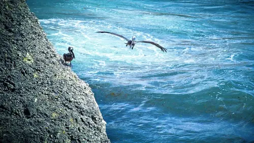 Caraïbes sauvages, les rivages de la biodiversité