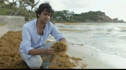 Caraïbes, sur la route des Sargasses