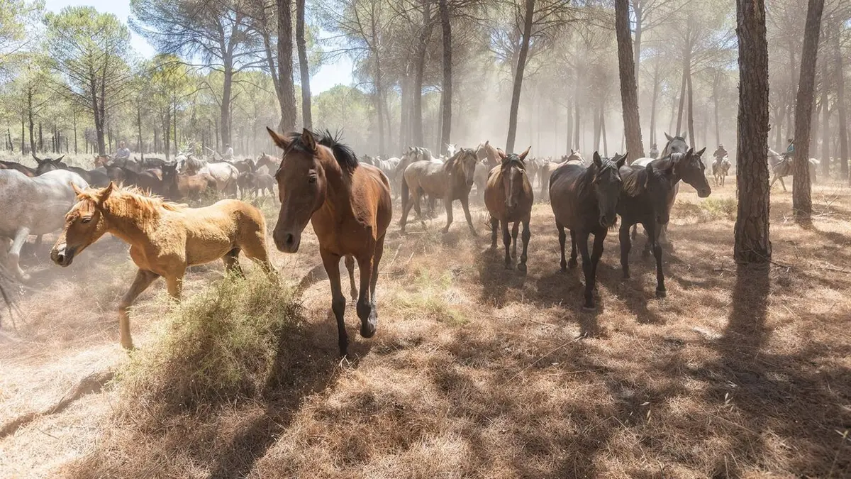 Carmen et les cavaliers d'El Rocío : A la poursuite des chevaux sauvages