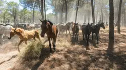 Carmen et les cavaliers d'El Rocío : A la poursuite des chevaux sauvages