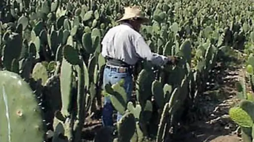 Carnets du Mexique E04 Maïs, cacao et tequila