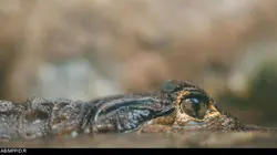 Carter's W.A.R. S01E08 Commerce illégal