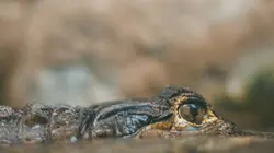 Carter's W.A.R. S01E08 Commerce illégal