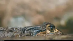 Carter's W.A.R. S02E07 Commerce de faune