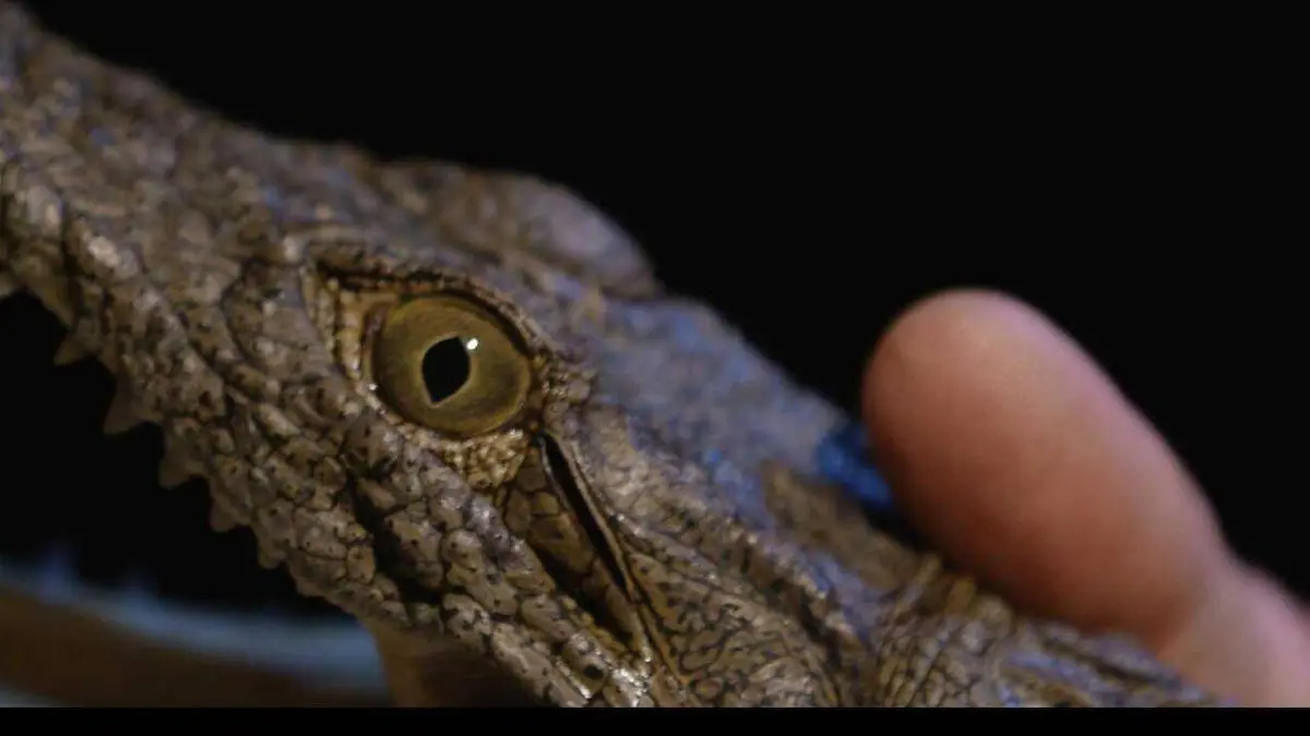 Carter's W.A.R. S02E07 Commerce de faune