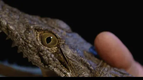 Carter's W.A.R. S02E07 Commerce de faune