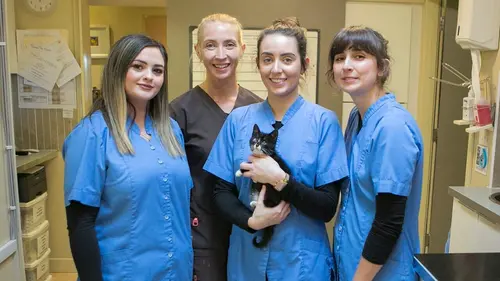 Casting Cat Hospital