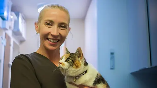 Casting Cat Hospital