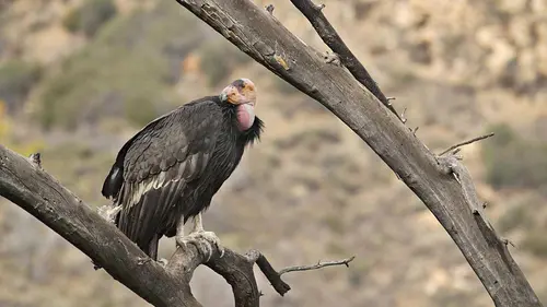 Catastrophes naturelles : le sixième sens des animaux
