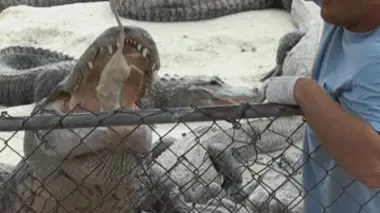 Cauchemars en vacances