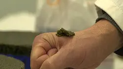 Caviar, tarama, le bon filon