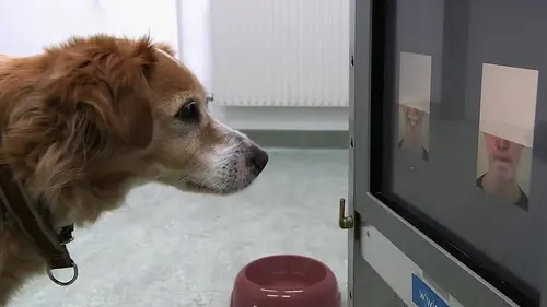 Ce que ressentent les animaux