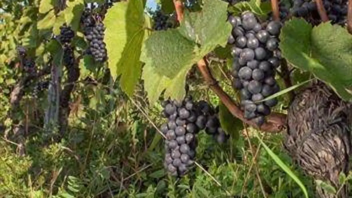 Cépages rares : un patrimoine suisse