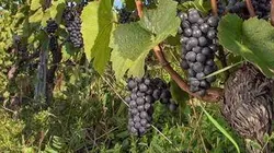 Visuel de Cépages rares : un patrimoine suisse