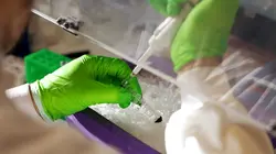 Cerveau, le bonheur est dans l'assiette !