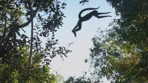 Ces animaux aux pouvoirs insoupçonnés S01E02 La forêt