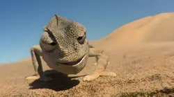 Sur Ushuaïa TV à 20h45 : Ces animaux aux pouvoirs insoupçonnés