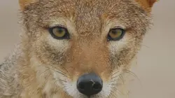 Sur Ushuaïa TV à 21h35 : Ces animaux aux pouvoirs insoupçonnés