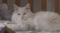 Ces animaux qui nous soignent