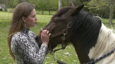 Ces animaux qui nous soignent