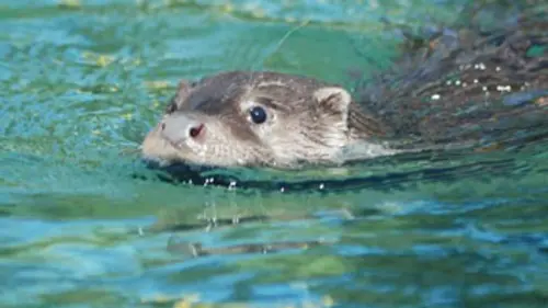 Ces animaux qui ont marqué l'histoire