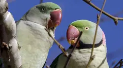 Ces animaux venus d'ailleurs La perruche à collier