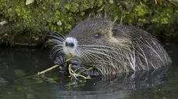 Ces animaux venus d'ailleurs Le ragondin