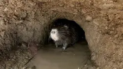 Ces animaux venus d'ailleurs Le ragondin