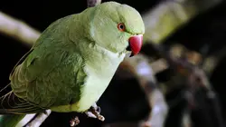 Ces animaux venus d'ailleurs La perruche à collier