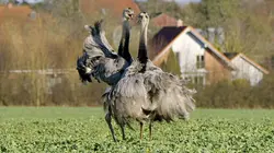 Ces animaux venus d'ailleurs