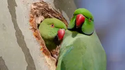 Ces animaux venus d'ailleurs La perruche à collier