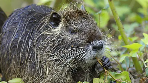 Ces animaux venus d'ailleurs Le ragondin