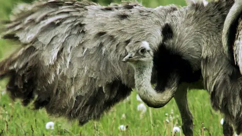 Ces animaux venus d'ailleurs Le nandou d'Amérique