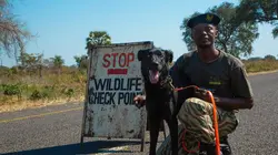 Ces chiens qui sauvent Des chiens dévoués