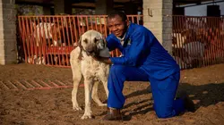 Ces chiens qui sauvent Des chiens dévoués