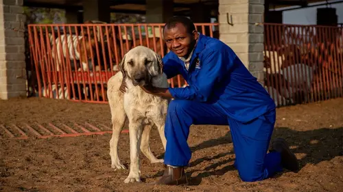 Ces chiens qui sauvent