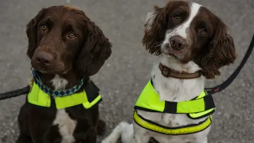Ces chiens qui sauvent Les chiens à la rescousse