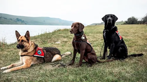 Ces chiens qui sauvent Partenaires de confiance