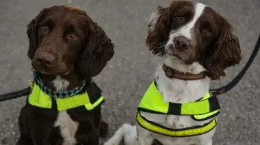 Ces chiens qui sauvent Des chiens dévoués