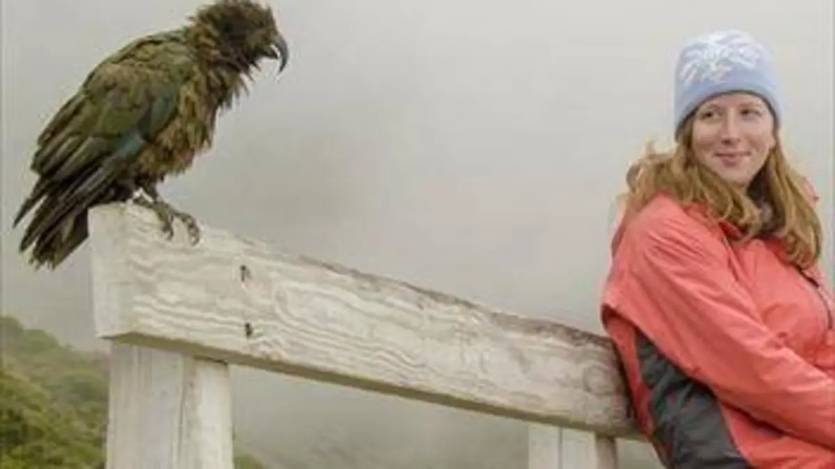 Ces drôles d'oiseaux E01