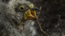 Ces drôles d'oiseaux : Pas si bêtes que ça ! E01