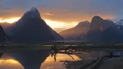 Ces drôles d'oiseaux : Pas si bêtes que ça ! E01