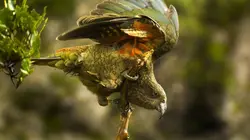 Ces drôles d'oiseaux : Pas si bêtes que ça ! E01