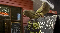 Ces drôles d'oiseaux : Pas si bêtes que ça ! E01