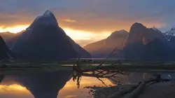 Ces drôles d'oiseaux : Pas si bêtes que ça ! E01