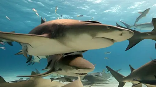 Ces drôles de poissons