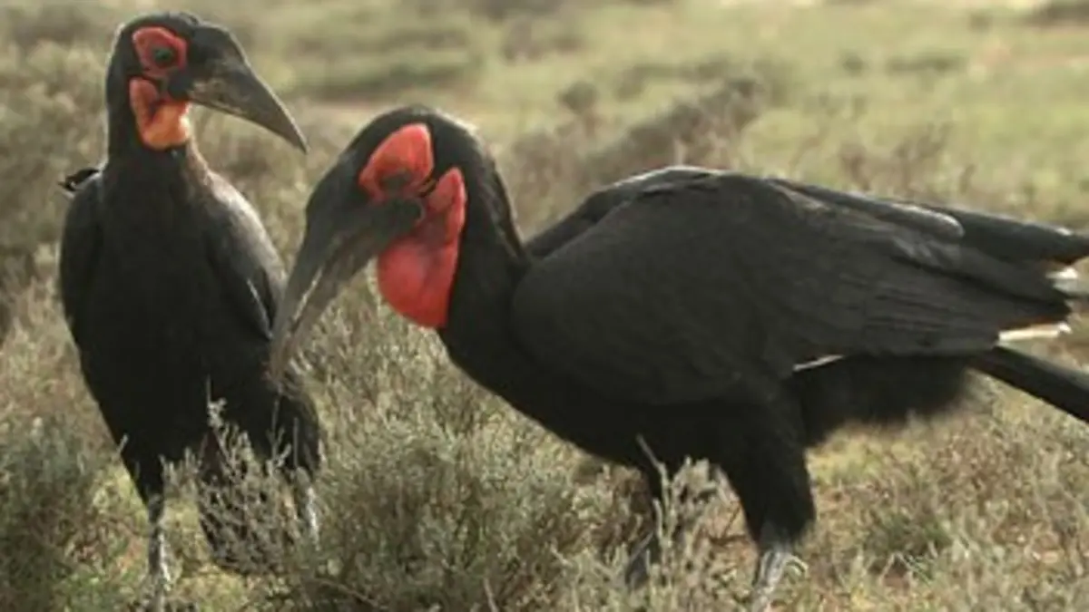 Ces oiseaux qui ont choisi de ne plus voler